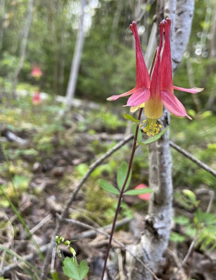 Red columbine flower in the forest. Two more are in the background  