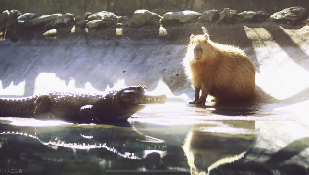 crocodile and capybara
