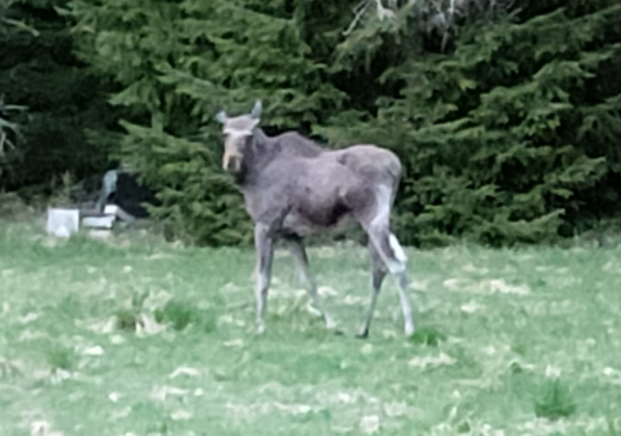A moose.