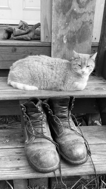 A monochrome image of some wooden steps.  On the lowest, a pair of heavy leather work boots. On the middle step, a cat rests with eyes half-closed.  On the top step, a crumpled up pair of leather gloves.  