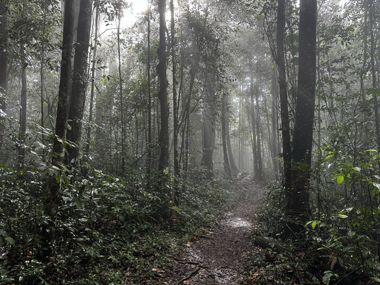 Sunlight filters through mist in a cloud forest 