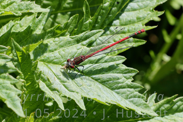 Das leuchtend rote Männchen einer sehr schmalen, schlanken Libelle sitzt im Sonnenschein auf einem gezackten Blatt (Wolfstrapp), sie frisst ein kleines, hellbraunes Insekt