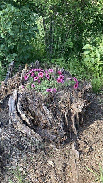 A very deteriorated stump, its top covered by a sprawling plant with pink flowers.  