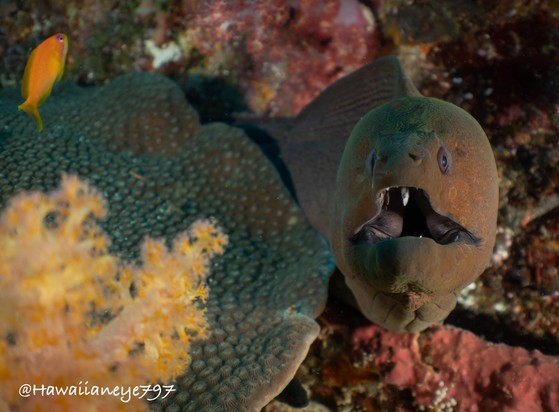 An olive-brown eel emerges from under flat coral.