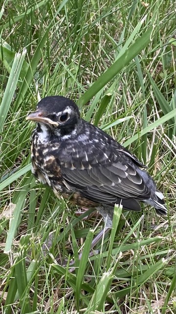 A young robin with a very speckled breast and a short stubby body sits in the grass and side eyes the camera.  
