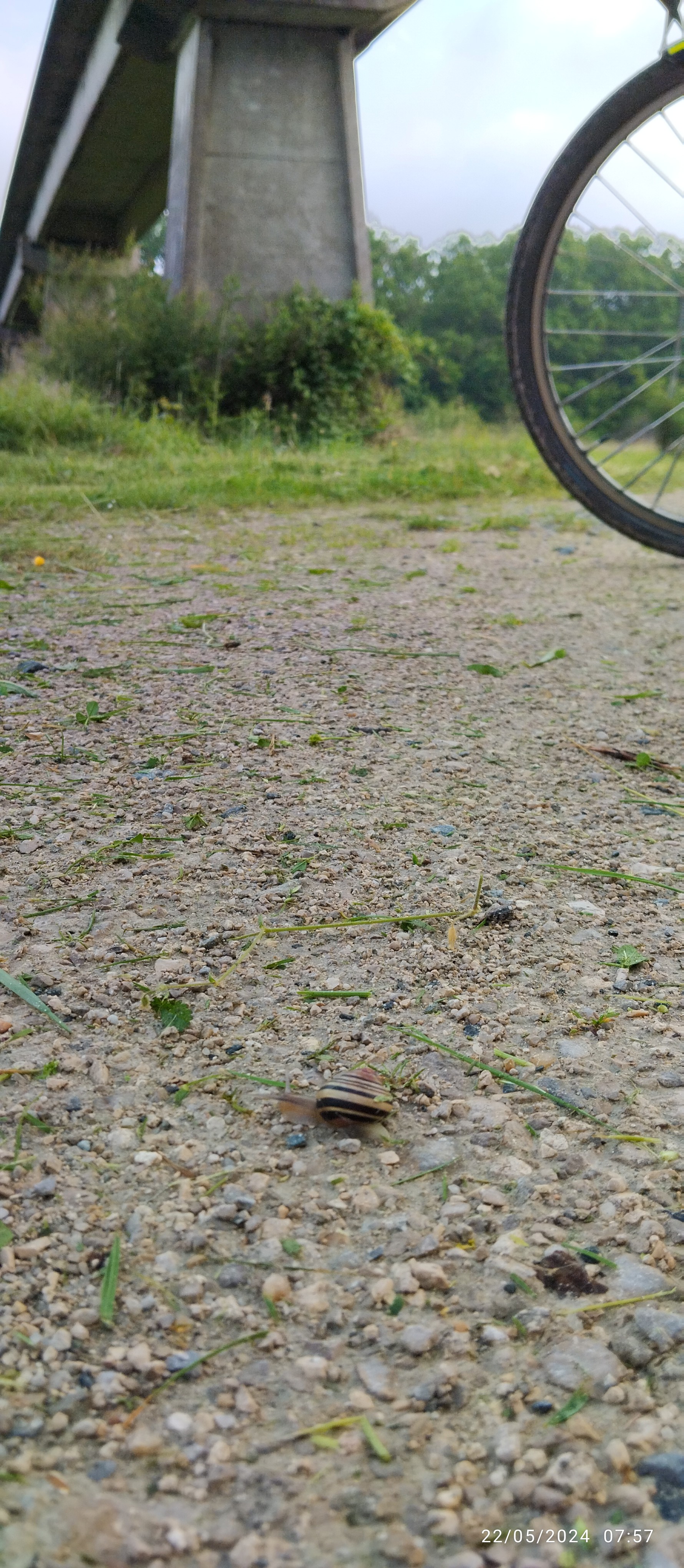 Un escargot (jaune et noir) glisse sous le rail de béton de l'aérotrain, un bout de vélo se donne à voir. 