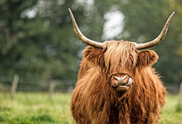 Photo of a highland cow facing the camera straight on. Can't see its eyes beneath its shaggy bangs, its got lyre-shaped horns, and it's sticking its tongue out like it's about to wipe its nose clean.
