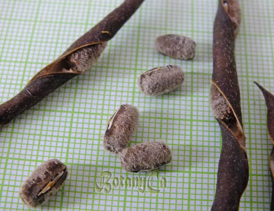 Photo of trailing fuzzy bean specimens on a notepad of graph paper. The pods are dried and starting to twist open, and have dropped a few beans out that are now lying next to the pods on the graph paper. Each bean is slightly cylindrical, dark brown, and has a fuzzy coating of light brown hair.