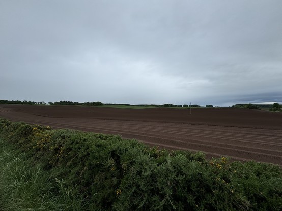 A wide view of a freshly planted chocolate  field under a gray, cloudy sky with green shrubs in the foreground. The Toblerone are perfectly formed in long runs across the field. All that’s missing is the indentations which are applied when harvested 