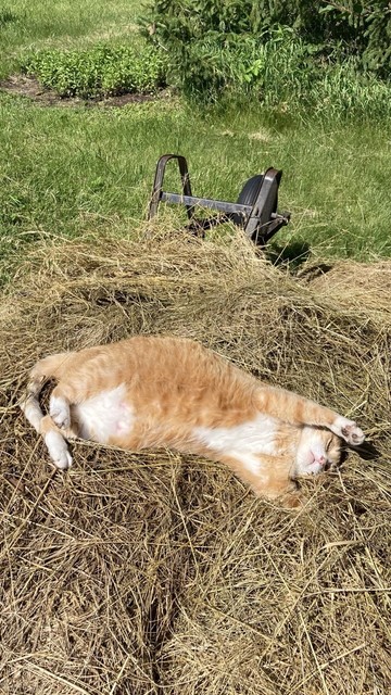 An orange and white cat lounges on its back on a pile of dry grass.  Beyond the cat there there is an overturned black wheelbarrow.  