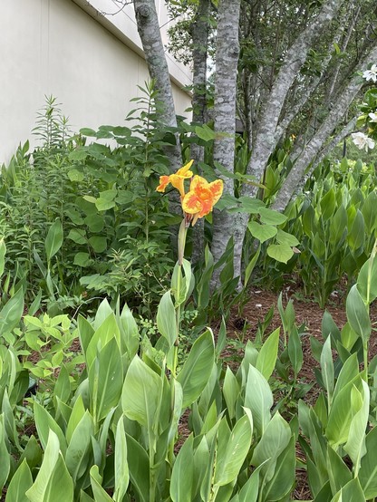 A vibrant yellow-and-orange flower amidst lush green foliage, with a many-trunked birch (?) tree and building wall in the background. The web informs me that the flower is a hybrid Canna called “Indian Shot”.