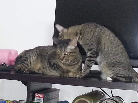 My two tabby cats. Hutchi is lying down and his sister, Hanna, is licking his neck