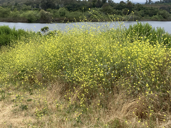 Mustard flowers next to a lake