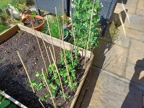 Mangetout plants growing well in a raised bed and tub.