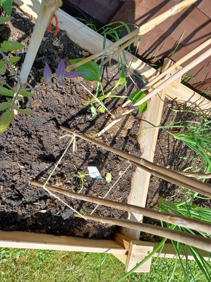 Slug damaged pepper plants in a raised bed