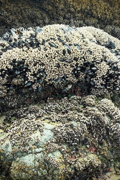 Several species of mollusk form colonies and cling to the surface of a large fractured stone on the seaside at low tide — photo by