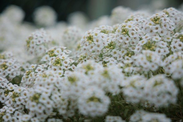 close-up of white many blossomed flowers
