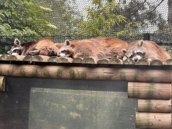 Sleeping racoons