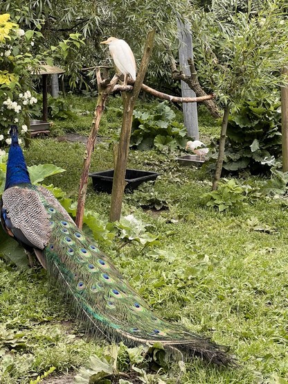 Peacock and white bird with head plumage