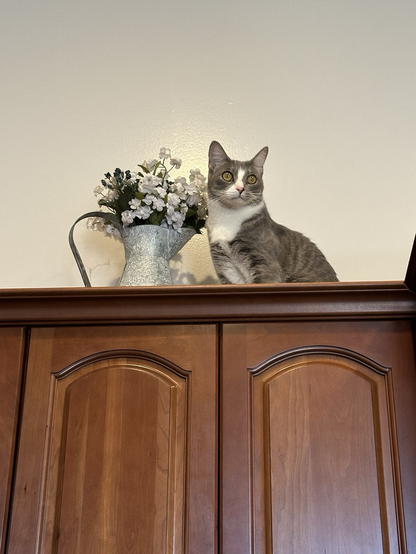 A gray and white cat sits beside a pitcher filled with white and blue flowers, all on top of a cabinet