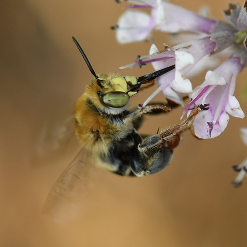 Large bee with green eyes, a yellow face and golden hair, feeding on small pink flowers.