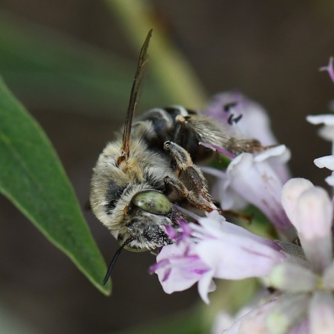 Large bee with green eyes, black face, and white hairs, feeding on small pink flowers.