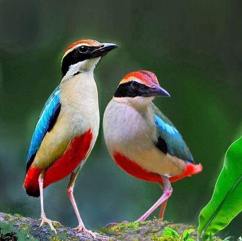 Two fairy pittas, both looking to the right, with the one on the left looking upward and the one on the right more level. They are against a blurred background, presumably a forest.

Their coloration consists of a red cap that matches a red strip on its belly, a generally white body with black stripe across the face, and various shades of blue on the wings. The whole effect looks like it would inspire killer eyeliner.