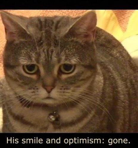 A cat with a sad expression with the text “his smile and optimism: gone”