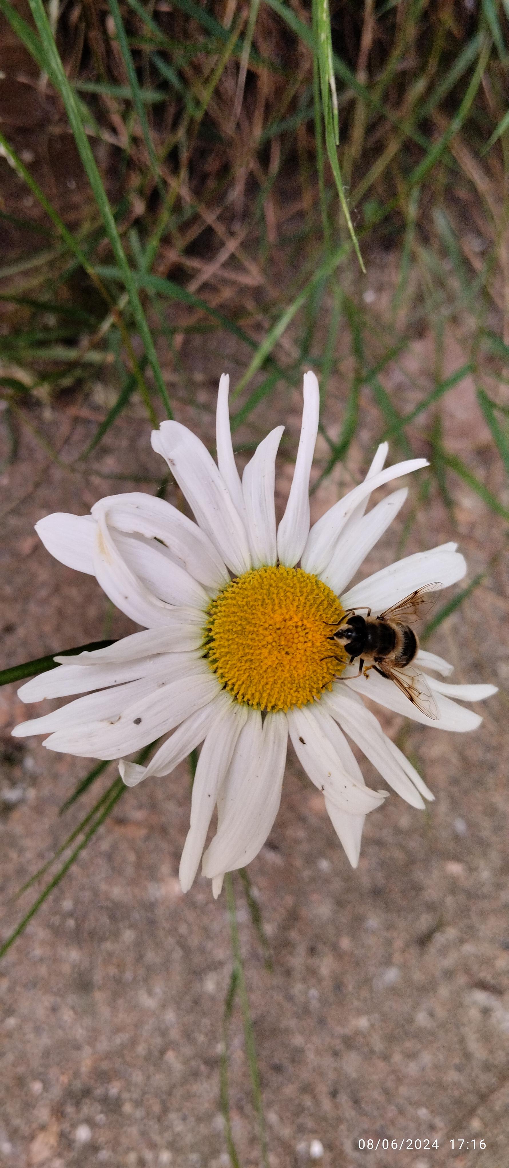 Une abeille solitaire courbe la fleur d'une marguerite et fait se retourner la personne qui a pris la photo 