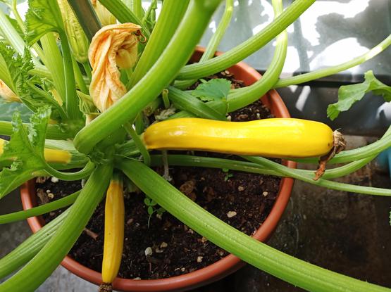 Gelbe Zucchini an der Pflanze. Etwa 20 cm lang.
