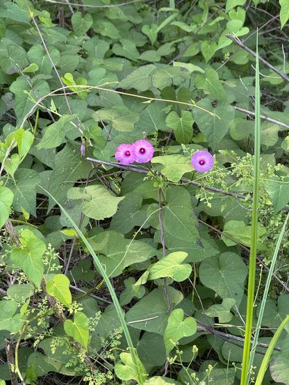 Three small purple-pink flowers shine in the morning sun, surrounded by their large, lobed leaves
