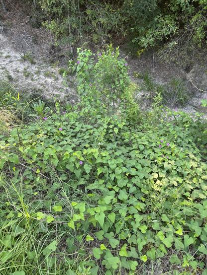 A large cluster of the lobed leaves of morning glory vines covers a large area along the banks of a deep ditch