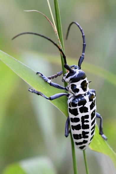 Large beetle with black legs and antennae, and a white body with black spots, sitting vertically in the grass.