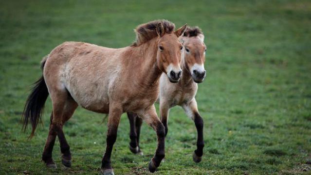 Feia 200 anys que no hi havia cavalls salvatges en llibertat a l'estepa del Kazakhstan (Reuters/David W Cerny)