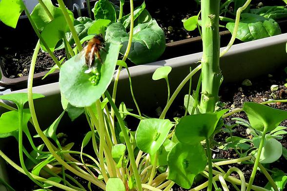Eine Wildbiene sitzt auf einem grünen Gundermannblüte in einem Pflanzbehälter. Um die Biene herum sind dichte, grüne Pflanzen mit runden Blättern und langen Stielen. Im Hintergrund sind weitere Pflanzen in verschiedenen Grüntönen zu sehen, die in rechteckigen Behältern wachsen. Der Boden ist dunkel und feucht. Die Szene ist hell beleuchtet, was auf Sonnenschein hinweist.