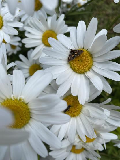 Tiny brown and orange moth, resting on the yellow centre of one of many Ox Eye daisies in my garden. The daisy flowers are about 5 cm diameter and have white petals.
