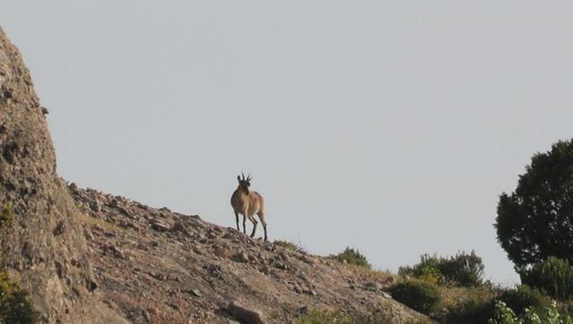 La cabra salvatge és un animal emblemàtic als Ports i a altres punts de Catalunya i la península Ibèrica, on va estar a punt d'extingir-se a finals del segle XX