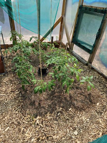 A bed inside a greenhouse with 8 tomato plants growing up twine, one in a pot in the middle, and 5 pepper plants along the right hand side