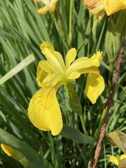 Brightly lit bloom of a Yellow Flag Iris