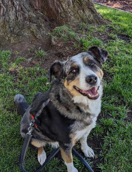 Black, white, and brown border heeler dog smiling and sitting at the base of a huge tree. 