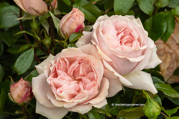 Two pale pink double roses.