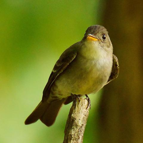 A flycatcher facing the viewer from a snag in the forest.