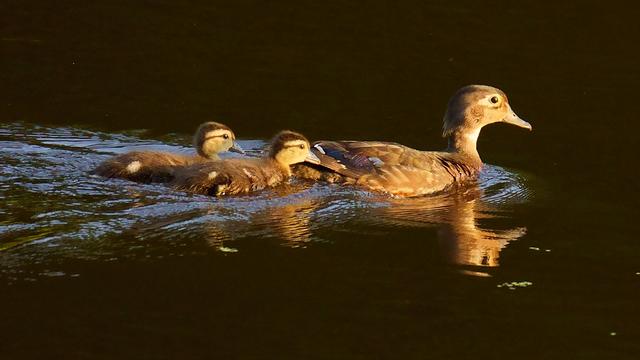  A female Wood Duck leading her two ducklings on a paddle.