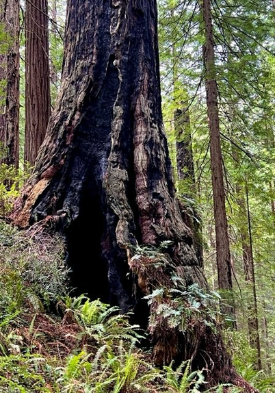 Base of burned but surviving redwood tree with other sequoias behind