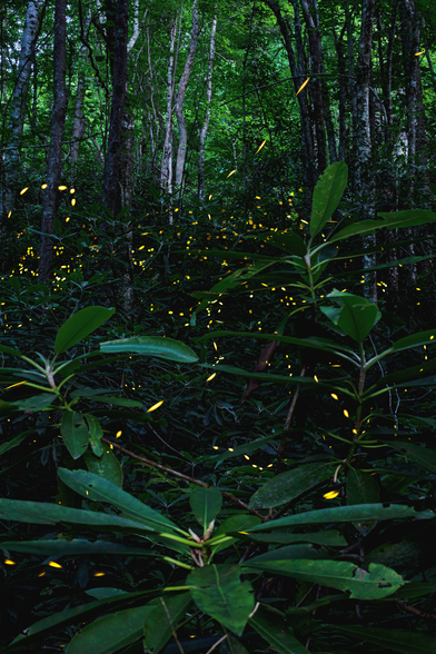 Portrait-oriented photograph of a dark forest at night, large Rhododendron leaves in the foreground and several gray tree trunks in the background, with hundreds of little orange-yellow streaks in the lower vegetation, most in little rows of five or six.