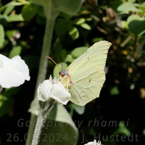 Ein Tagfalter mit zusammengeklappten gelblich-grünen Flügeln saugt Nektar an einer welkenden, weißen Lichtnelkenblüte; unscharfer Hintergrund mit grünen Pflanzen 