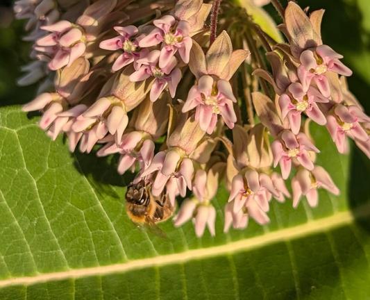 A fuzzy little honey bee, just going to town on a cluster of pink milkweed flowers
