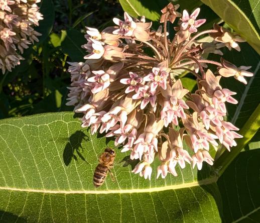 A honey bee, hovering near a cluster of pink milkweed flowers. A crisp shadow of the bee is cast on a leaf, just to the left.