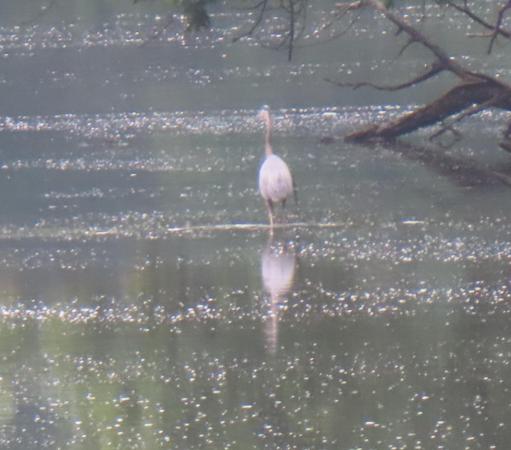 A heron, slightly pinkish in color, is seen from the back at a moderate distance, standing in a pond. The pond surface sparkles and a dead tree has fallen into the water. 