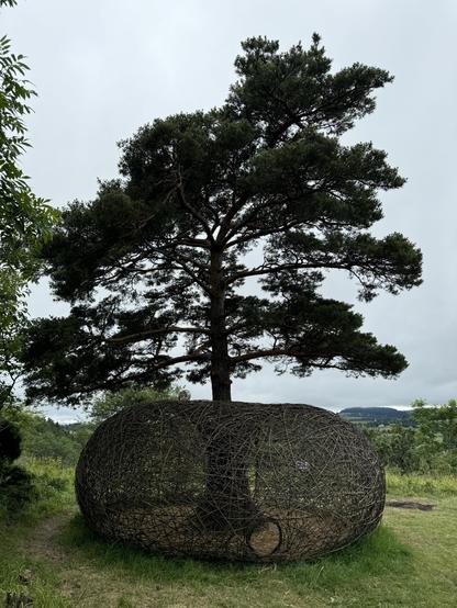 A hollow human-sized weaved torus sculpture hugs a tree 